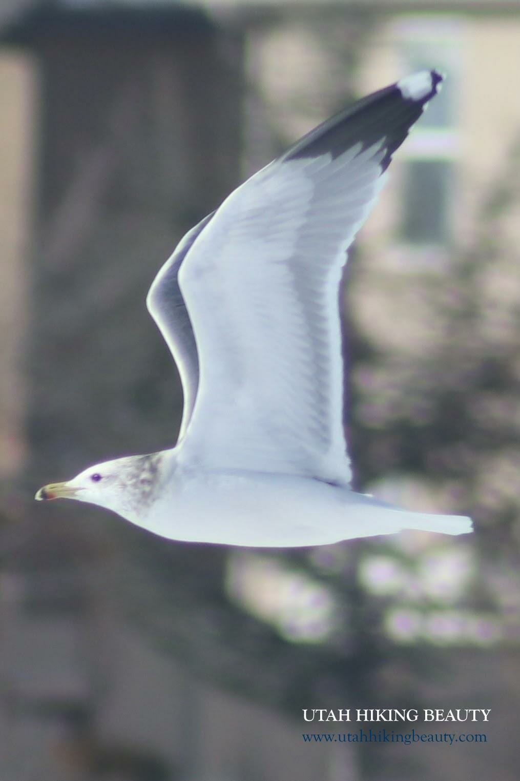 Seagull