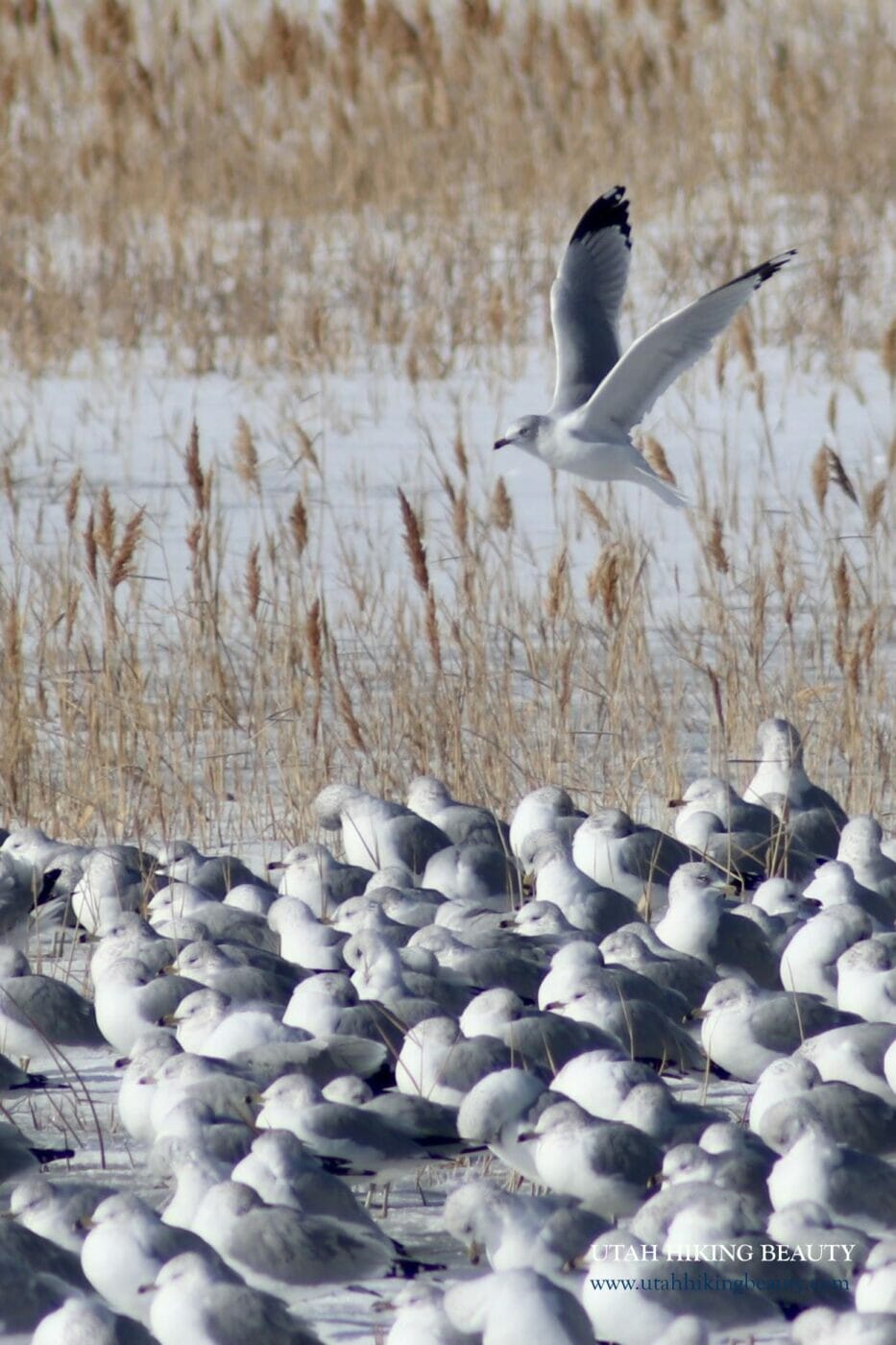 Seagulls at Powell Lake